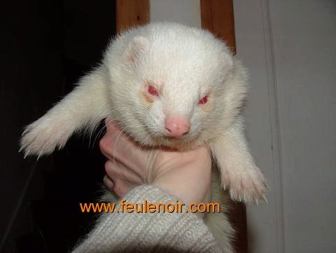 photo de furet albinos