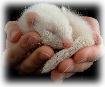 image fureton albinos, furet, furets, ferret